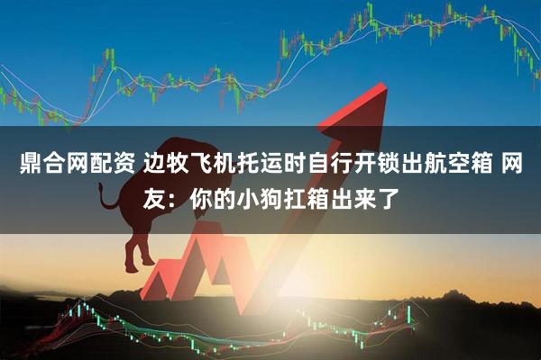 鼎合网配资 边牧飞机托运时自行开锁出航空箱 网友：你的小狗扛箱出来了